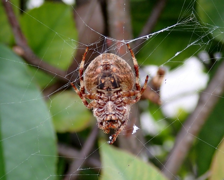Araneus angulatus - Villorba (TV)